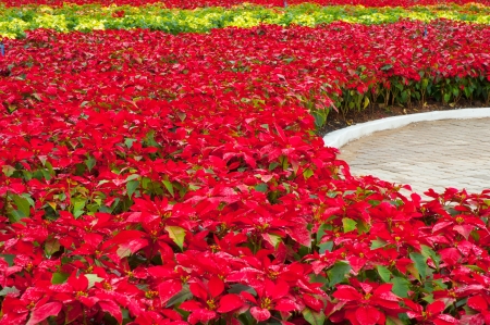 poinsettia,の写真素材