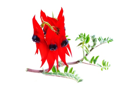 Desert Pea の写真素材