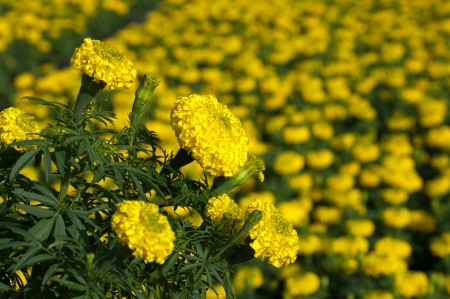 Marigold field の写真素材