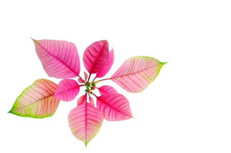 poinsettia,の写真素材