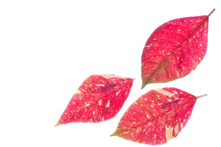 poinsettia,の写真素材