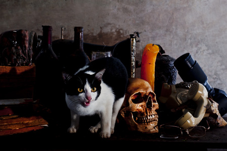 Still Life with a Skullの写真素材