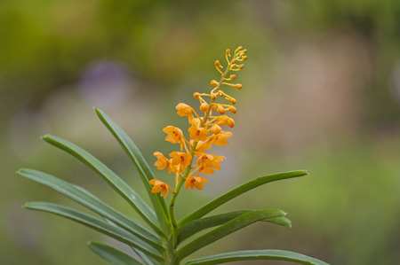 wild orchidsの写真素材