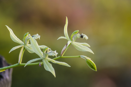 wild orchidsの写真素材