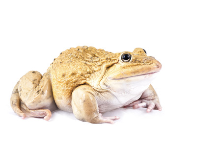 Frog on white の写真素材
