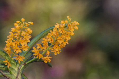 wild orchidsの写真素材