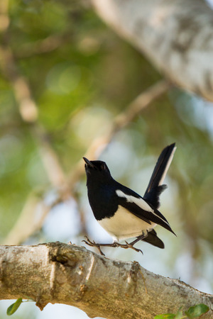 Oriental magpie robinの写真素材