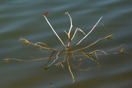 Dragonflyの写真素材