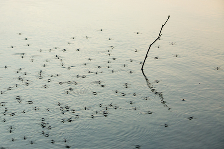 Bug on the waterの写真素材