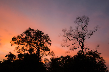 2 Treeの写真素材