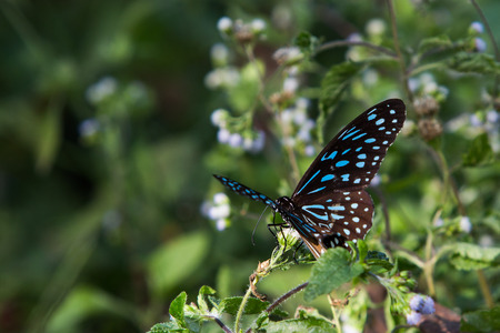 Butterflyの写真素材
