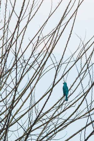 Bird on Twigの写真素材