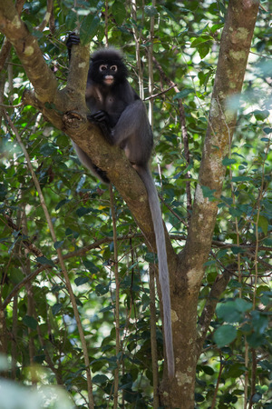 Leaf Monkey Relax