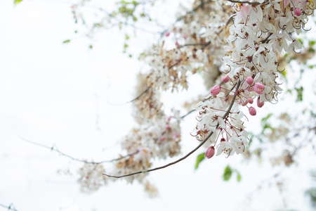 flora is beautyfulの写真素材