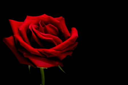 Red rose closeup on back background wallpaper 2の写真素材