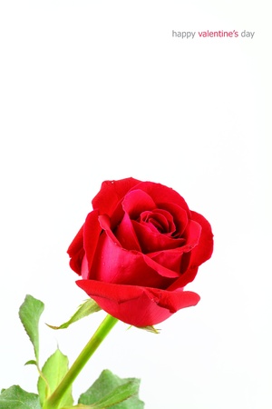 Red rose isolate on white backgroundの写真素材