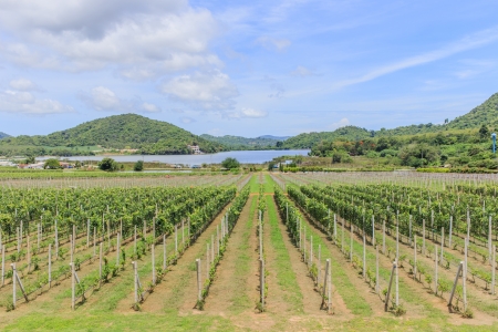 Vineyard in Thailandの写真素材
