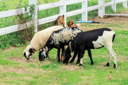 Young goats eating grass の写真素材