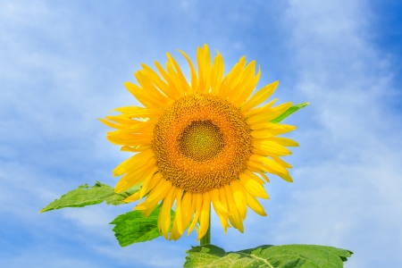 sunflower  over cloudy blue skyの写真素材