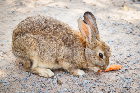 Brown rabbitの写真素材