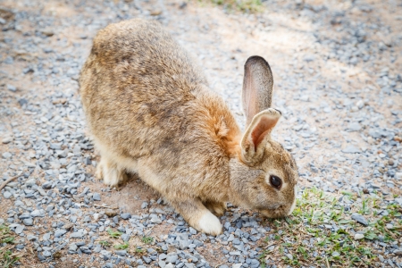 Brown rabbitの写真素材