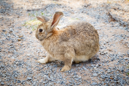 Brown rabbitの写真素材