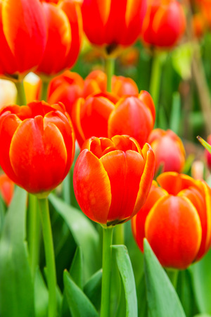 Red tulipsの写真素材