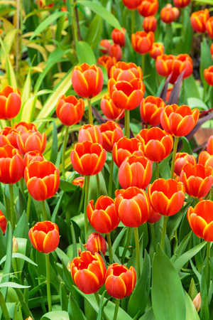 Red tulipsの写真素材