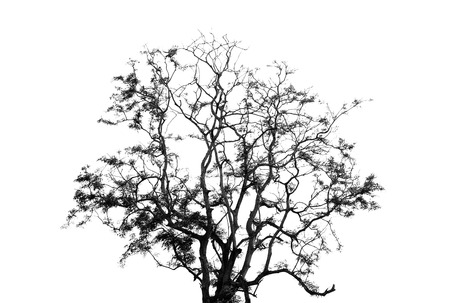tree on white background.black&white toneの写真素材