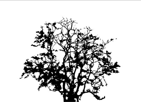 Silhouette of treeの写真素材