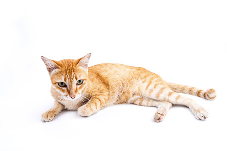 Portrait of red  cat on the isolated backgroundの写真素材