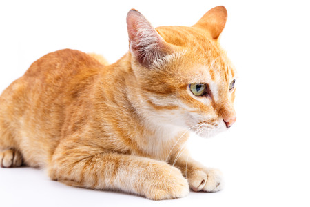 Thai cat on white backgroundの写真素材