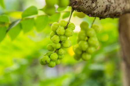 star gooseberryの写真素材