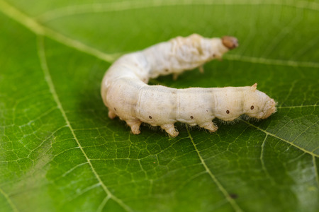 Close up Silkwormの写真素材