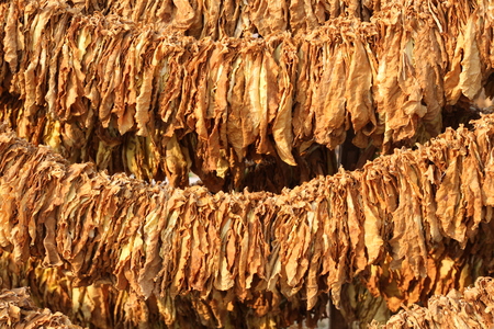 Tobacco Leaves drying on a rack.Thailandの写真素材