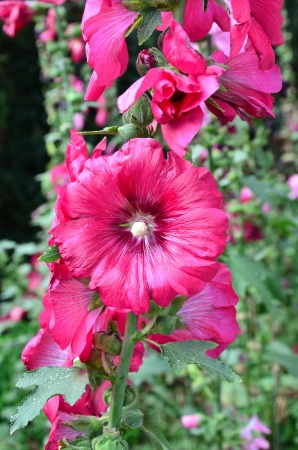 Pink flowers in the gardenの写真素材