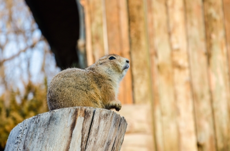 Cute little animais at the zoo in Ever land,South Korea