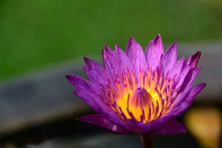 Lotus in the garden.の写真素材