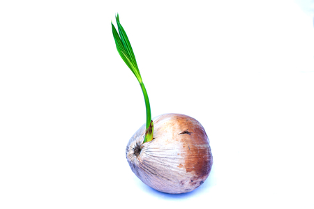 coconut seedlings with green leavesの写真素材