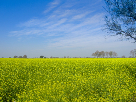 Yellow flower field in blue skyの写真素材