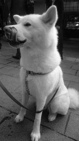 Dog sitting at roadside enjoying treatsの素材