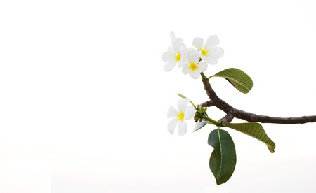 Plumeriaの写真素材