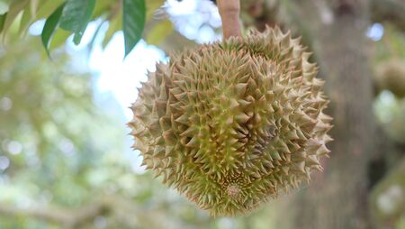Durian on tree, King of fruit in Thailandの写真素材