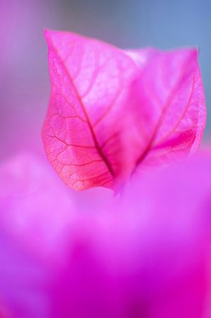 Pink Leafの写真素材