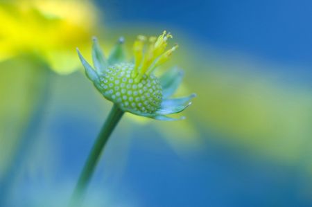 Yellow Flowersの写真素材