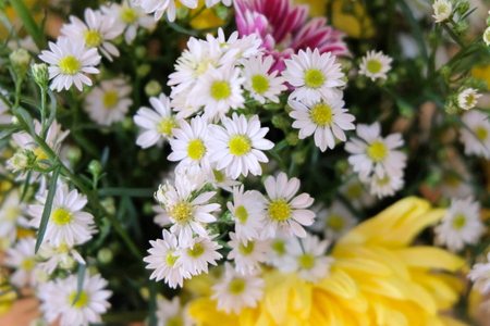 White daisies on many flowers.の写真素材
