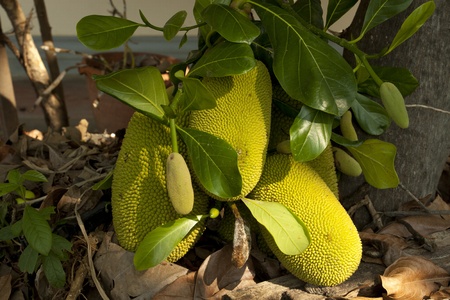 Jack fruit color green