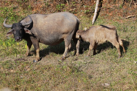 Buffalo calf suck up milk