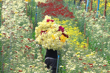 Chrysanthemums garden flower in Thailandの写真素材