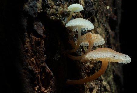 Mushrooms on a tree in the forestの写真素材